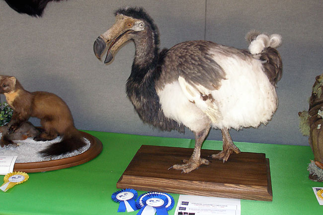 2006-dodo